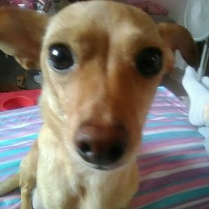 Meet your Posher, Weeta